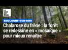 Chalarose du frêne : la forêt de Boulogne se redessine en « mosaïque » pour mieux renaître