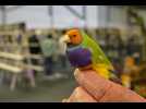 VIDÉO. Le championnat de France des plus beaux oiseaux du monde près de Nantes