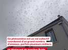 Murmuration dans le ciel de Nîmes