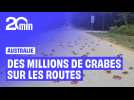 Des millions de crabes en migration envahissent les rues d'une île australienne