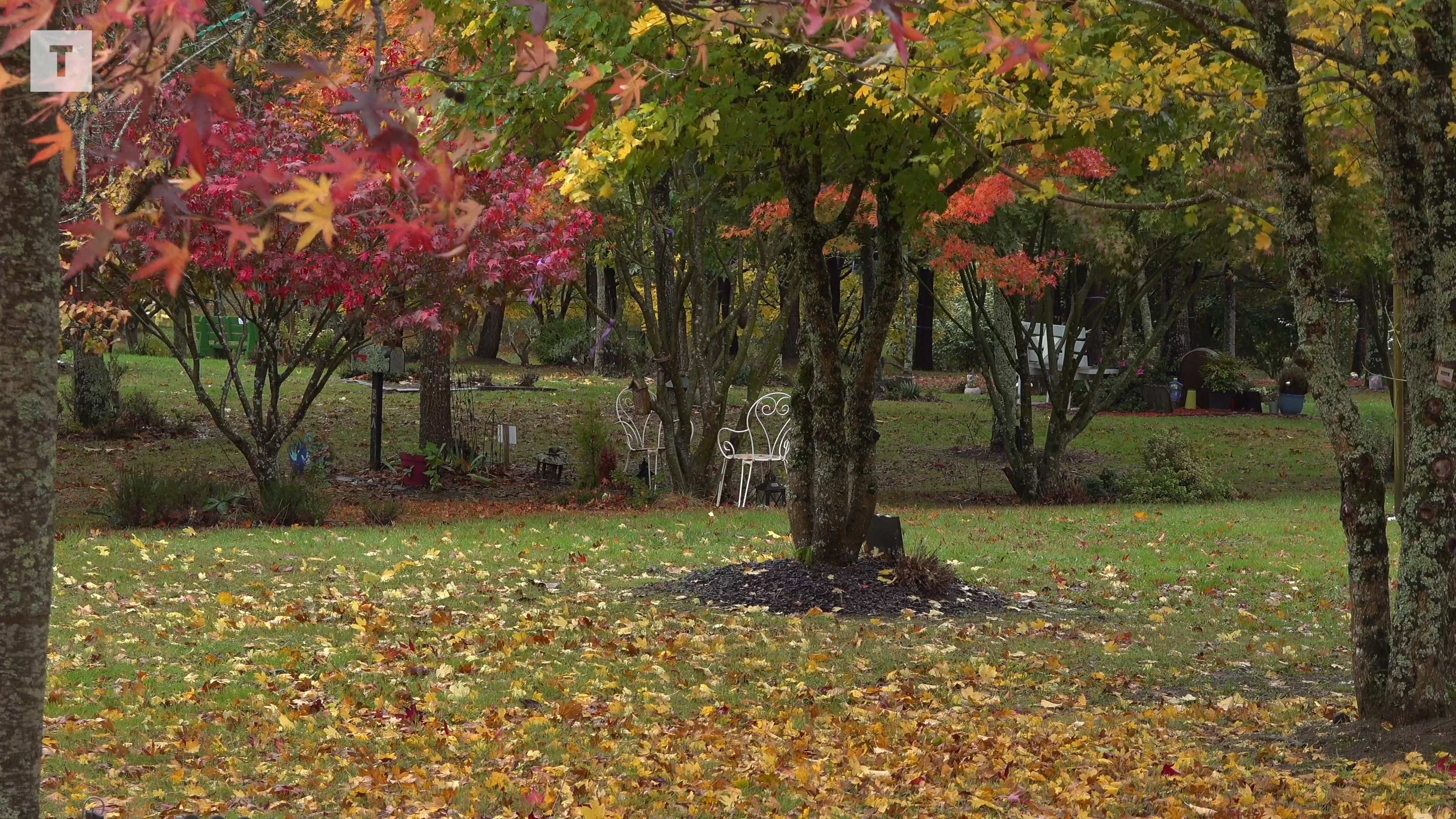 « Cet endroit est magnifique, il donne envie d'y revenir » : une forêt pour sépulture à Pluneret [Vidéo]