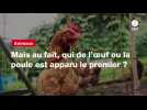 VIDEO. Mais au fait, qui de l'Suf ou la poule est apparu le premier ?