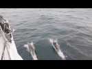 VIDÉO. Transat Café L'Or : Mathieu Blanchard et Conrad Colman accompagnés par des dauphins