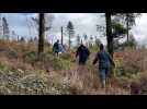 VIDÉO. Deux ans après la tempête Ciaran, comment les forêts bretonnes se relèvent
