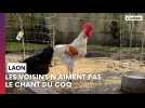A Laon, le coq ne fait pas l'unanimité dans le quartier