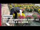 Les chrysanthèmes sont-ils toujours à la mode à la Toussaint ?