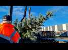À Sélestat, la ville utilise des sapins de particuliers pour les décorations de Noël
