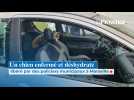Un chien enfermé et déshydraté libéré par des policiers municipaux à Marseille