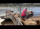 LOIR-ET-CHER / Une transhumance de brebis en bateau