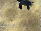 Des tortues marines aperçues à l'Isolella : entre émergence tardive et sauvetage in extremis