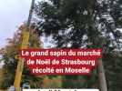 Le grand sapin du marché de Noël de Strasbourg récolté en Moselle