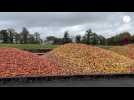 VIDÉO : À Milly, la distillerie du domaine de Coquerel récolte ses pommes pour son calvados