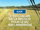 Aude : c'est l'heure de la récolte pour le riz 100% Minervois