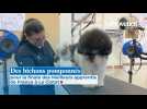 Des bichons pomponnés pour la finale des Meilleurs apprentis de France à La Ciotat