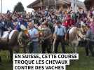 En Suisse, une course troque les chevaux contre les vaches
