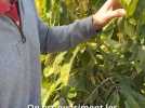 Agriculture - Ce couple se lance dans la production d'un "fruit sacré" d'Amérique du Nord