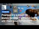 Pourquoi il y a moins de jeunes harengs dans la Manche ? L'Ifremer lance une étude pour comprendre