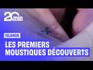 Des moustiques découverts pour la première fois en Islande