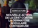 Dermatose nodulaire contagieuse : nouvelle action de la CR47 devant une usine