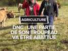 DNC : une partie de son troupeau va être abattue