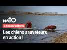Le Crotoy : les chiens sauveteurs s'entraînent en Baie de Somme