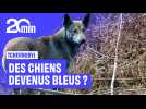 De mystérieux chiens bleus aperçus à Tchernobyl