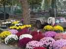 Toussaint : quelles fleurs se vendent le mieux ?