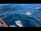 VIDÉO. Transat Dauphins
