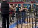 Salon du chiot au STAB de Roubaix