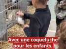 Sortie - Le lapin, superstar du Salon de la basse-cour et de la biodiversité, à Nevers Agora