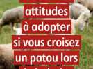 Les bonnes attitudes à adopter si vous croisez un patou lors de balades