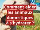 Comment aider ses animaux domestiques à s'hydrater ?
