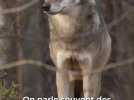 A t'on le droit de tuer un loup ?
