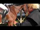 VIDÉO. Découvrez le rôle d'un steward au jumping international de Saint-Lô