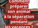 Comment préparer son animal à une séparation pendant les vacances ?