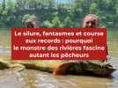 Le silure, pourquoi le monstre des rivières fascine les pêcheurs