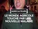 Dermatose nodulaire bovine : les premières bennes de la colère des éleveurs du Tarn-et-Garonne déversées à Montauban
