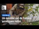Un énorme nid de frelons asiatiques retiré