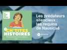 À la découverte des requins de Nausicaá