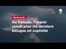 VIDEO. Au Canada, l'espoir renaît pour les derniers bélugas en captivité