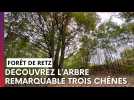 Decouvrez le Trois chênes, arbre remarquable de la forêt de Retz
