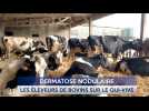 Le Journal - 24/10/2025 - AGRICULTURE / Les éleveurs se préparent contre la dermatose