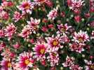 Chrysanthème, une vie après la mort !