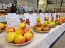 [CP] Ailly-le-Haut-Clocher fête de la pomme