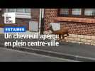 Un chevreuil aperçu dans le centre-ville d'Estaires
