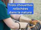 Trois chouettes relâchées dans la nature
