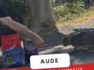 Incendie de l'Aude : avec les bénévoles qui tentent de sauver les animaux rescapés