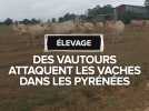 Des vautours qui dévorent des vaches encore vivantes dans les Pyrénées.