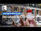 Des cafards au CHU de Lille
