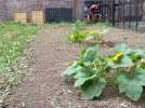 Sailly-sur-la-Lys : des bénévoles créent des potagers au château Bac-Saint-Maur